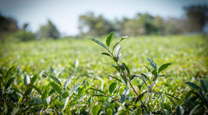 99 años de té en Misiones