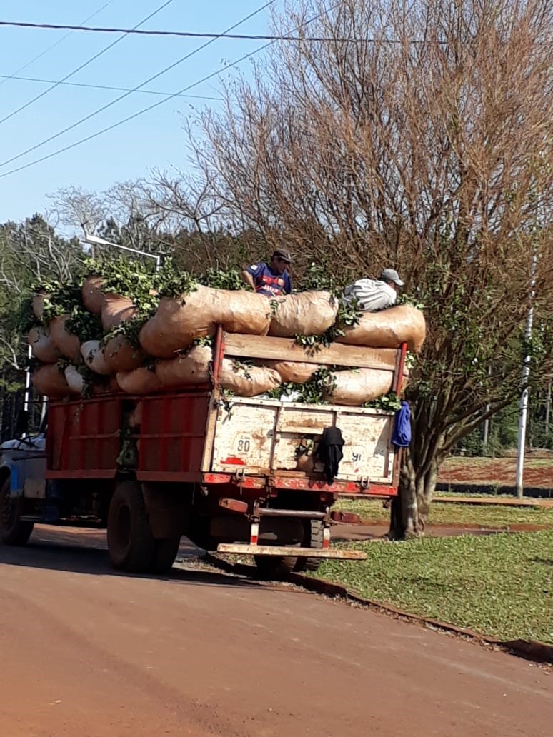 Cosechando miseria: la cosecha de yerba mate